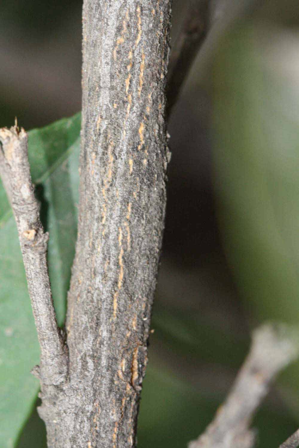              Second - third year twig (Riverside, CA)       